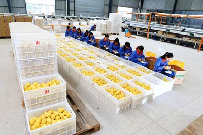 安岳柠檬集多项荣誉于一身 品牌价值180亿元
